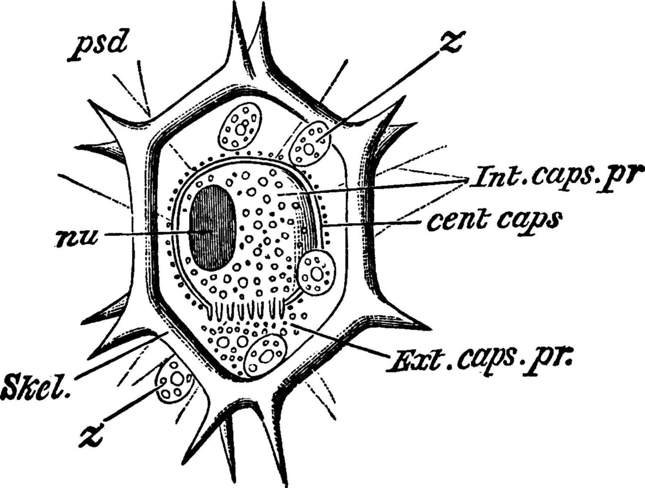 liteocircus anularis l. Anularis, Vintage-Illustration. vektor