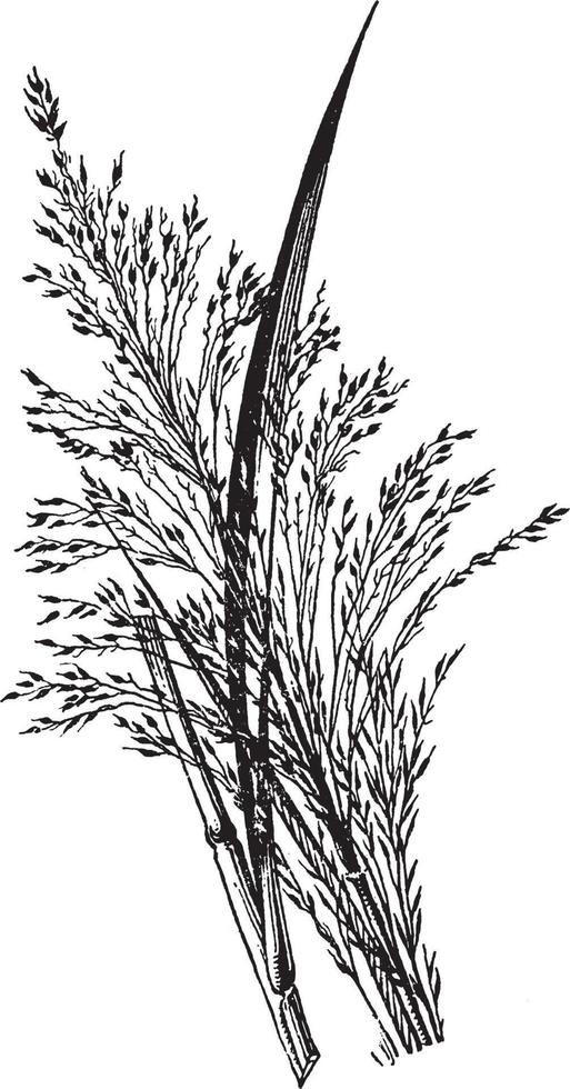 zizaniopsis årgång illustration. vektor