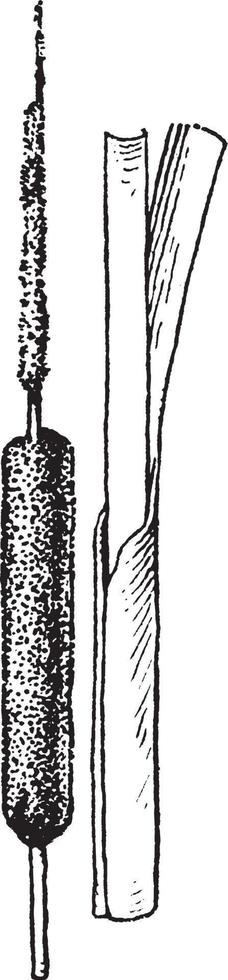 typha årgång illustration. vektor