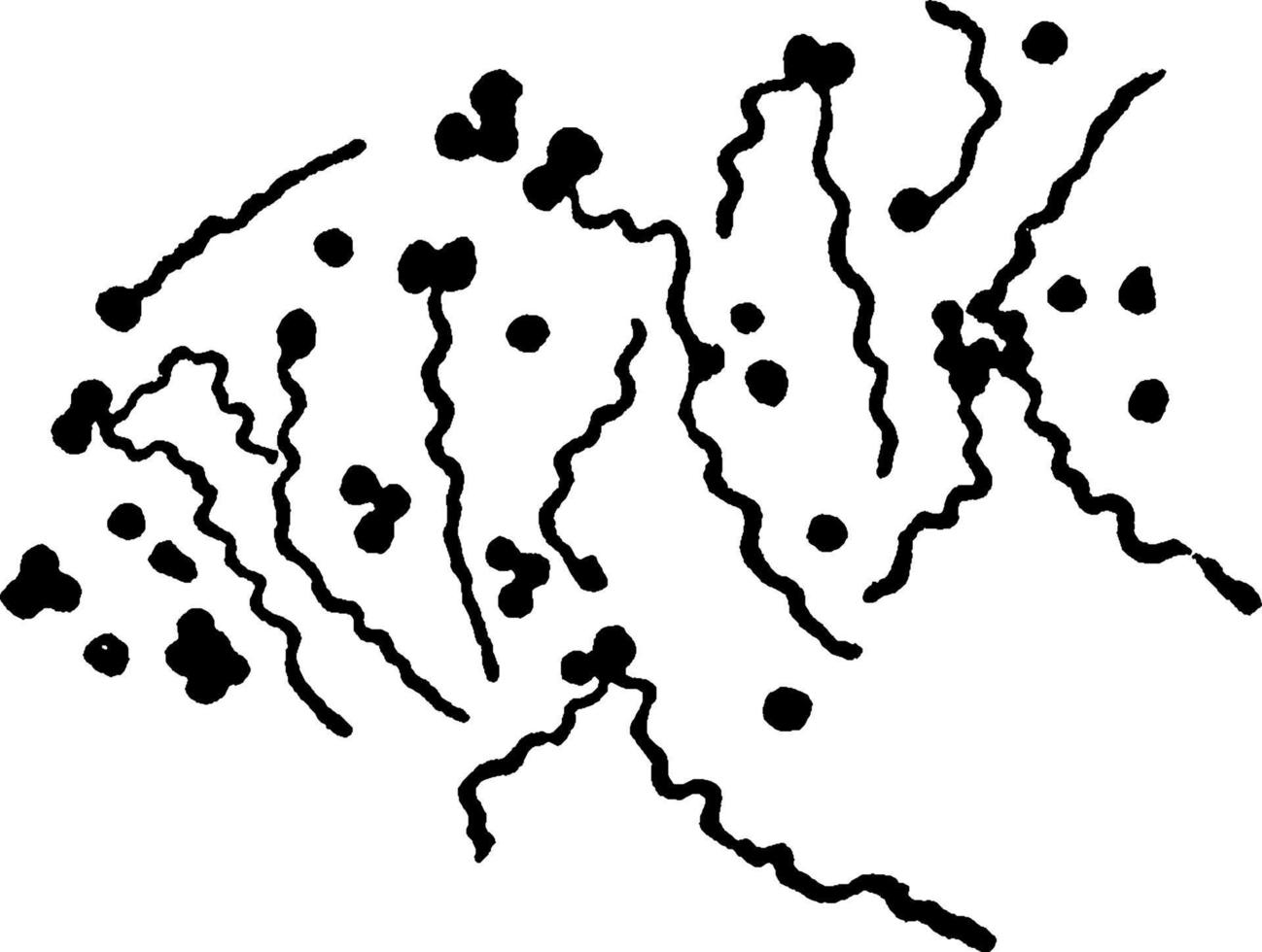 planococcus citrus, årgång illustration. vektor