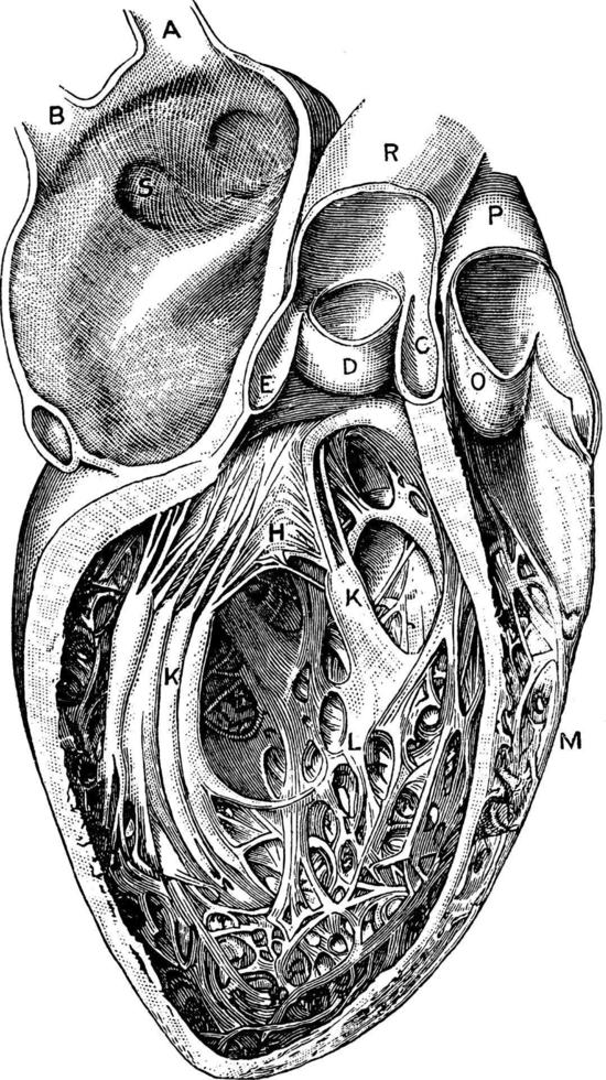 Hohlräume des Herzens, Vintage Illustration. vektor