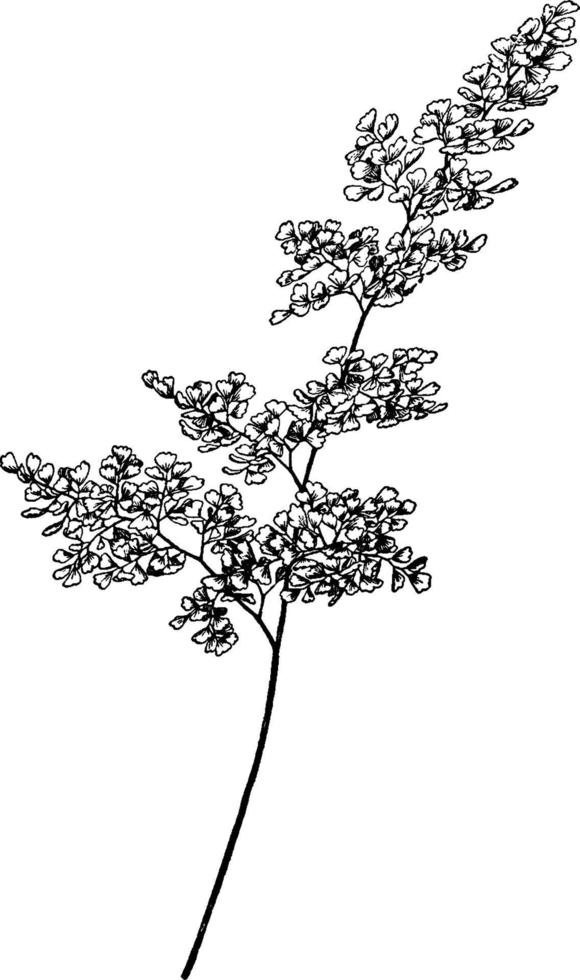 adiantum cuneatum årgång illustration. vektor