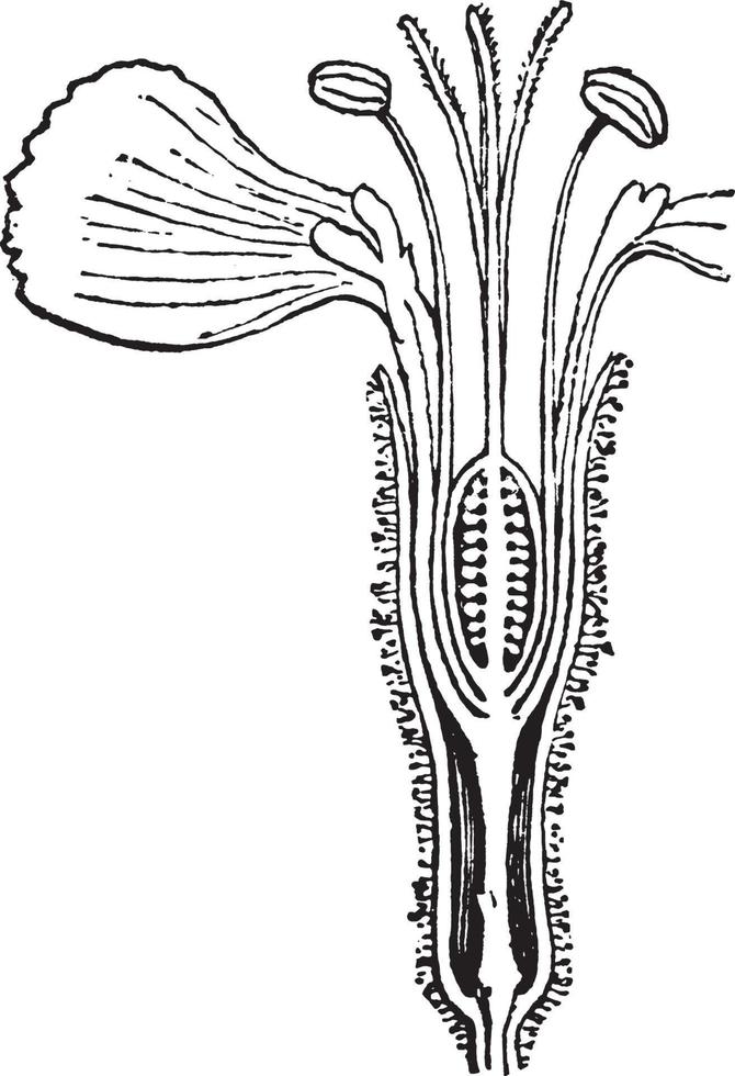 Anthophor-Weinleseillustration. vektor