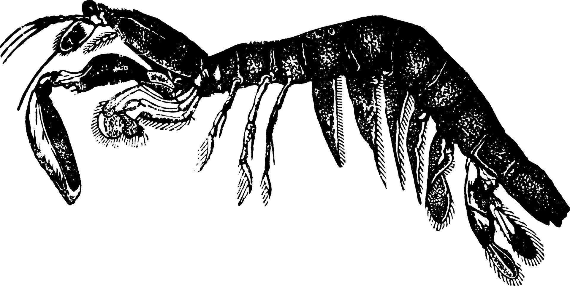 squilla, årgång illustration. vektor