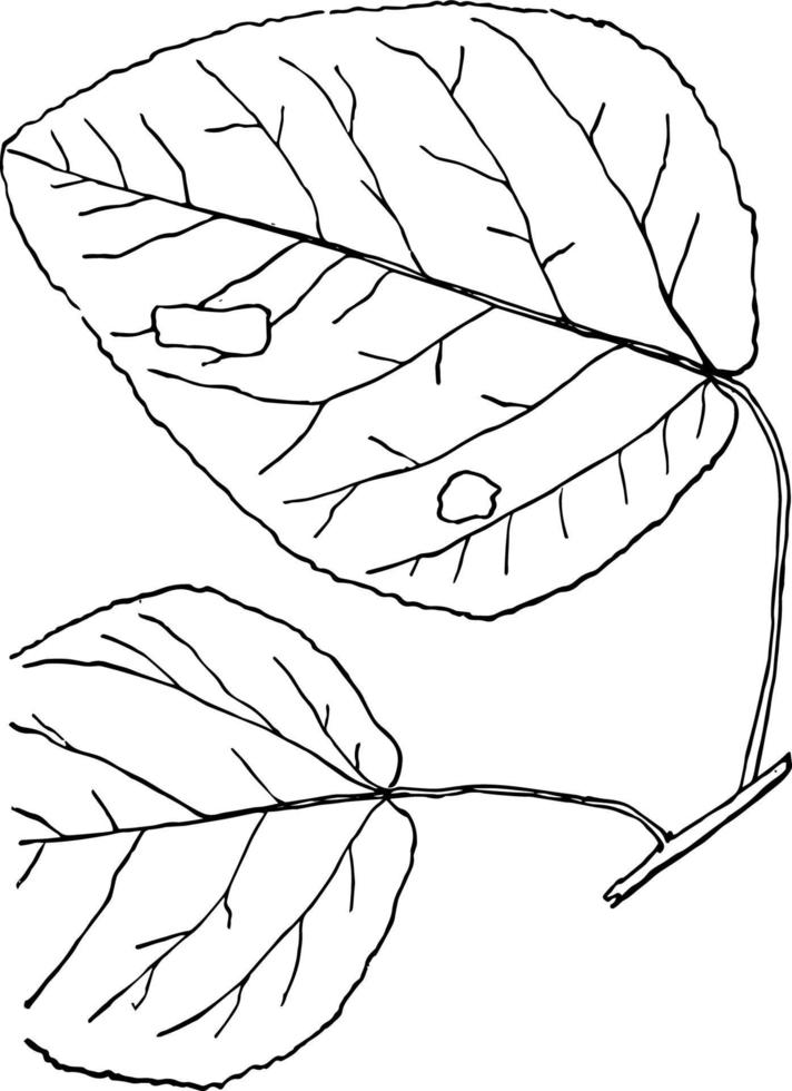 Gattung populus, l. Espe, Pappelweinleseillustration. vektor