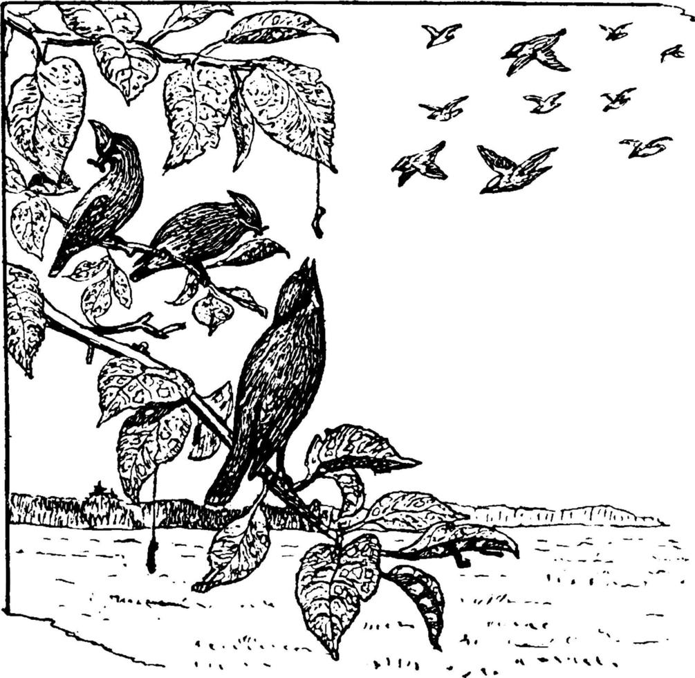 Vögel auf Ast, Vintage-Illustration. vektor