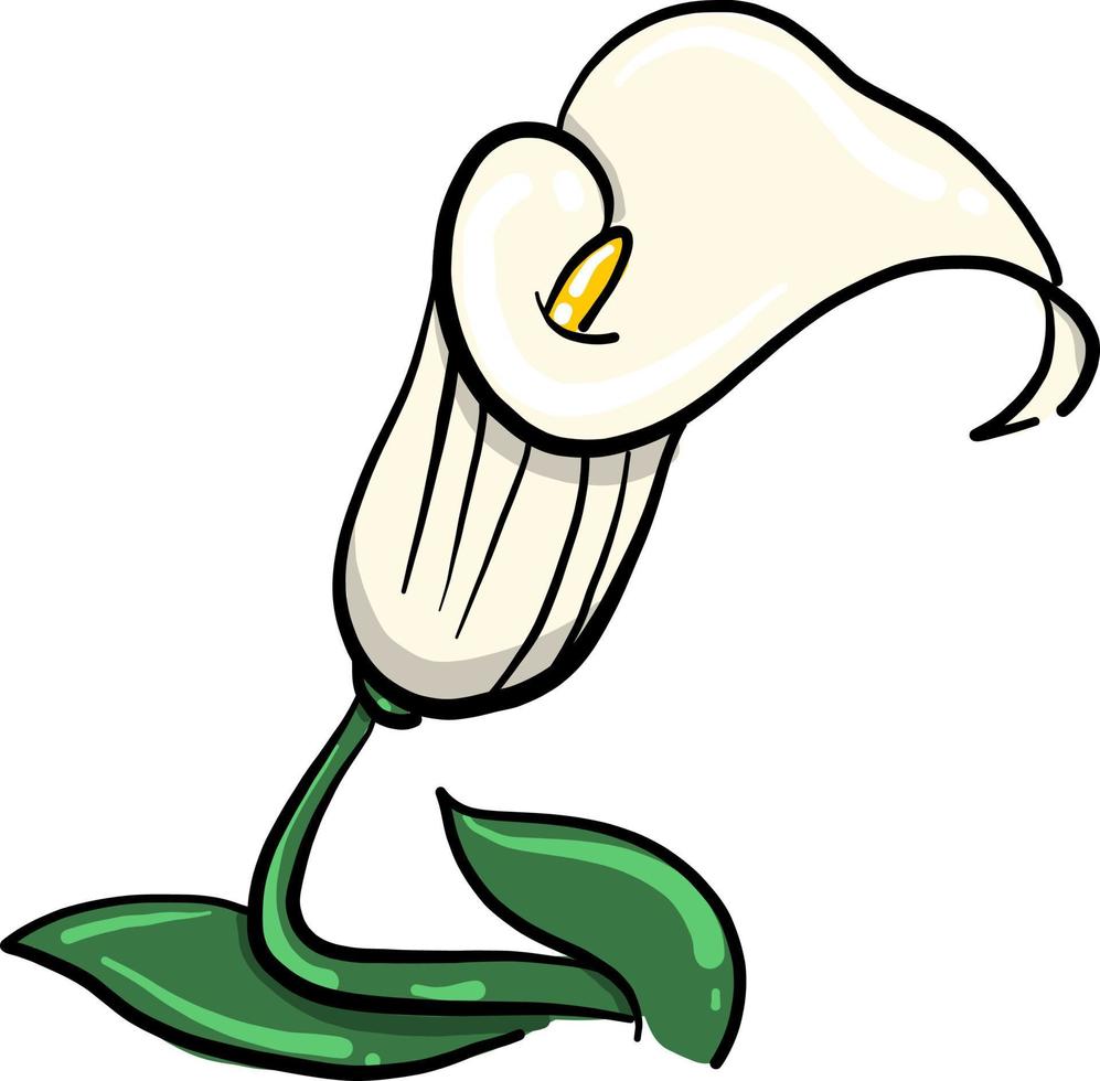 skön calla blomma, illustration, vektor på vit bakgrund