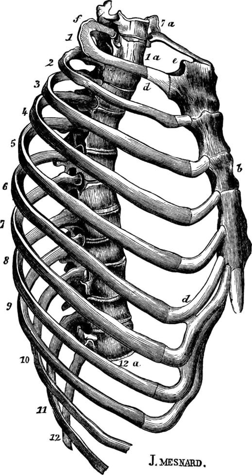 mänsklig bröstkorg bröst, årgång illustration. vektor