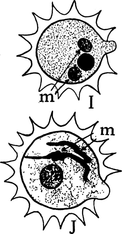 mikrospor pollen korn årgång illustration. vektor