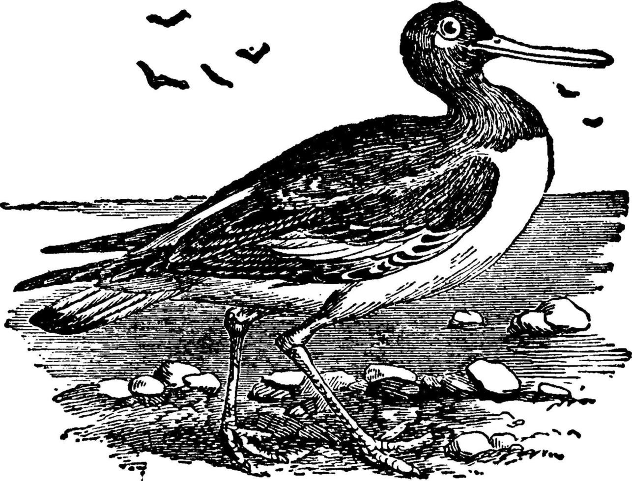 Austernfischer oder Haematopodidae, Vintage Illustration. vektor