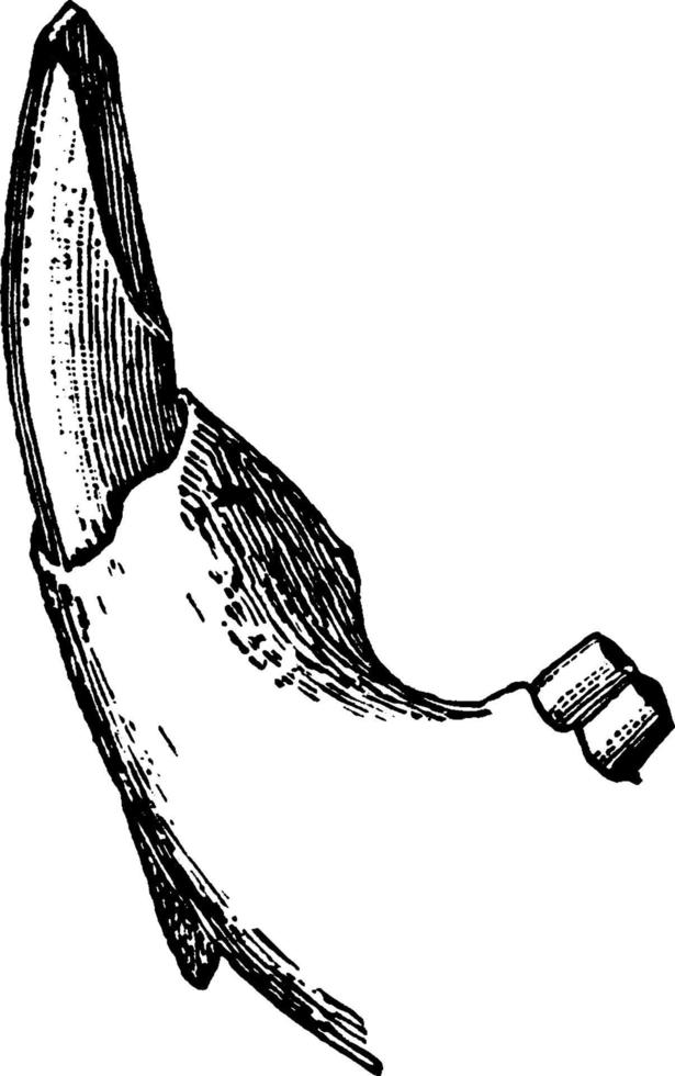 skalpriform vänster lägre framtand av en bäver, årgång illustration. vektor
