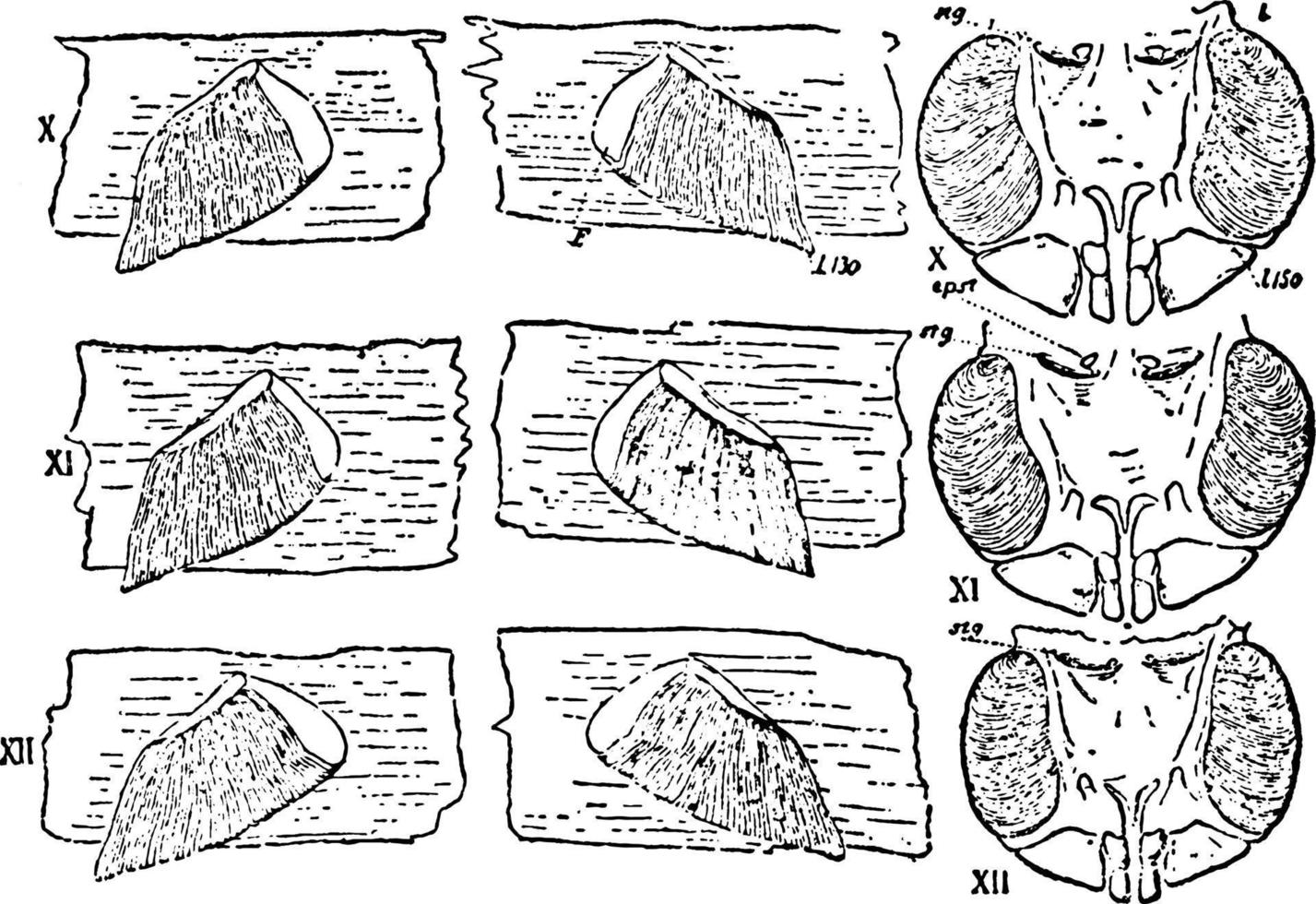 limulus, årgång illustration. vektor