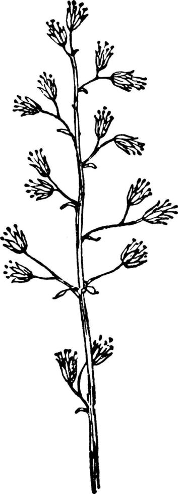 Alumroot-Weinleseillustration. vektor