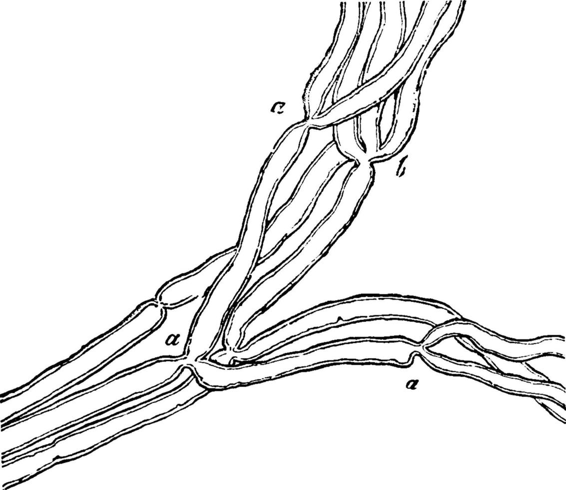 muskulös nerv som visar division av fiber, årgång illustration. vektor