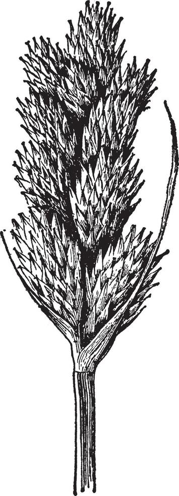 carex scoparia årgång illustration. vektor