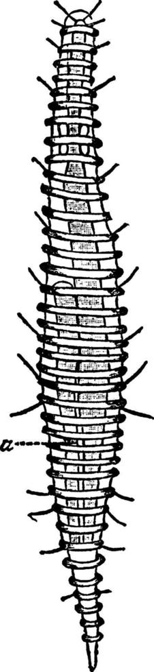 demoscolecida, årgång illustration. vektor