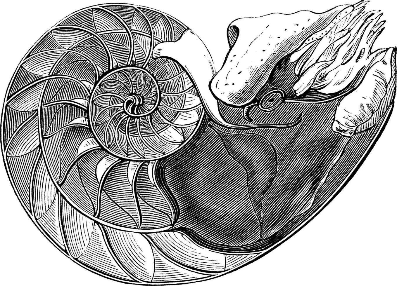 pärlskimrande nautilus, årgång illustration. vektor