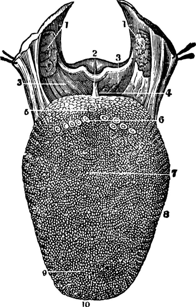 övre yta av de tunga, årgång illustration vektor