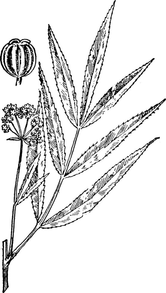 persilja, familj, sium, cicutaefolium, umbelliferae, vatten, palsternacka, frukt, växt årgång illustration. vektor