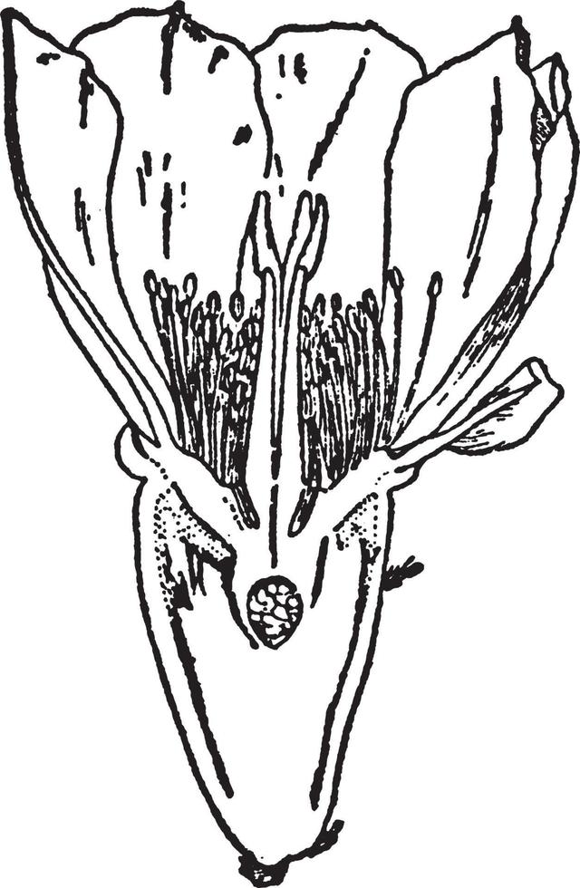 kaktus årgång illustration. vektor