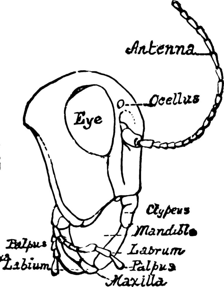 gräshoppa huvud, årgång illustration. vektor