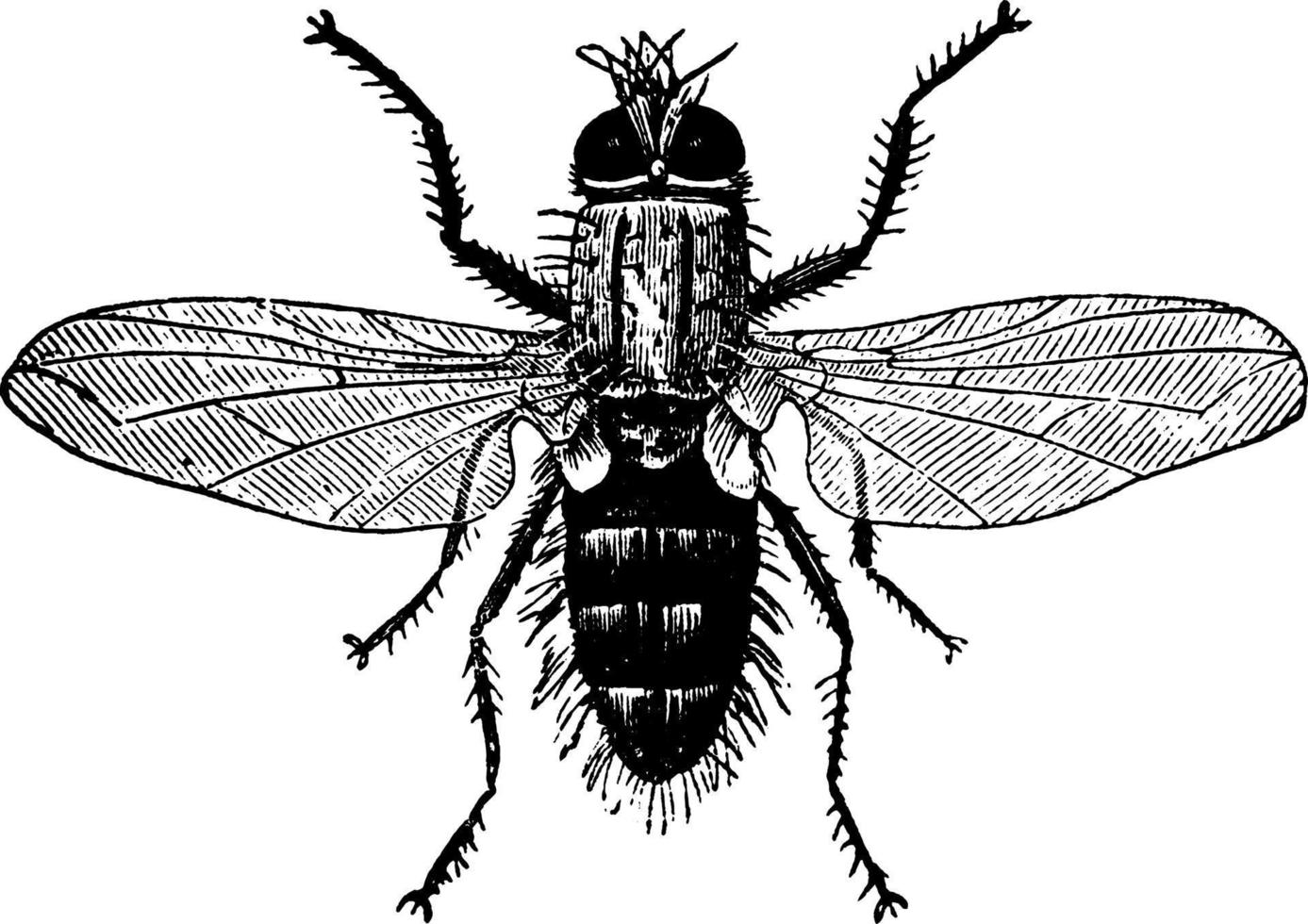 fliegen oder lydella doryphorae, vintage illustration. vektor