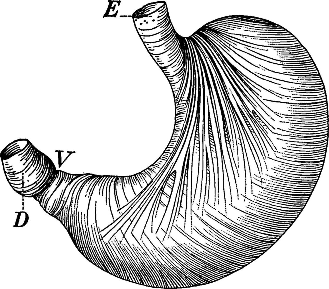 mage, årgång illustration. vektor