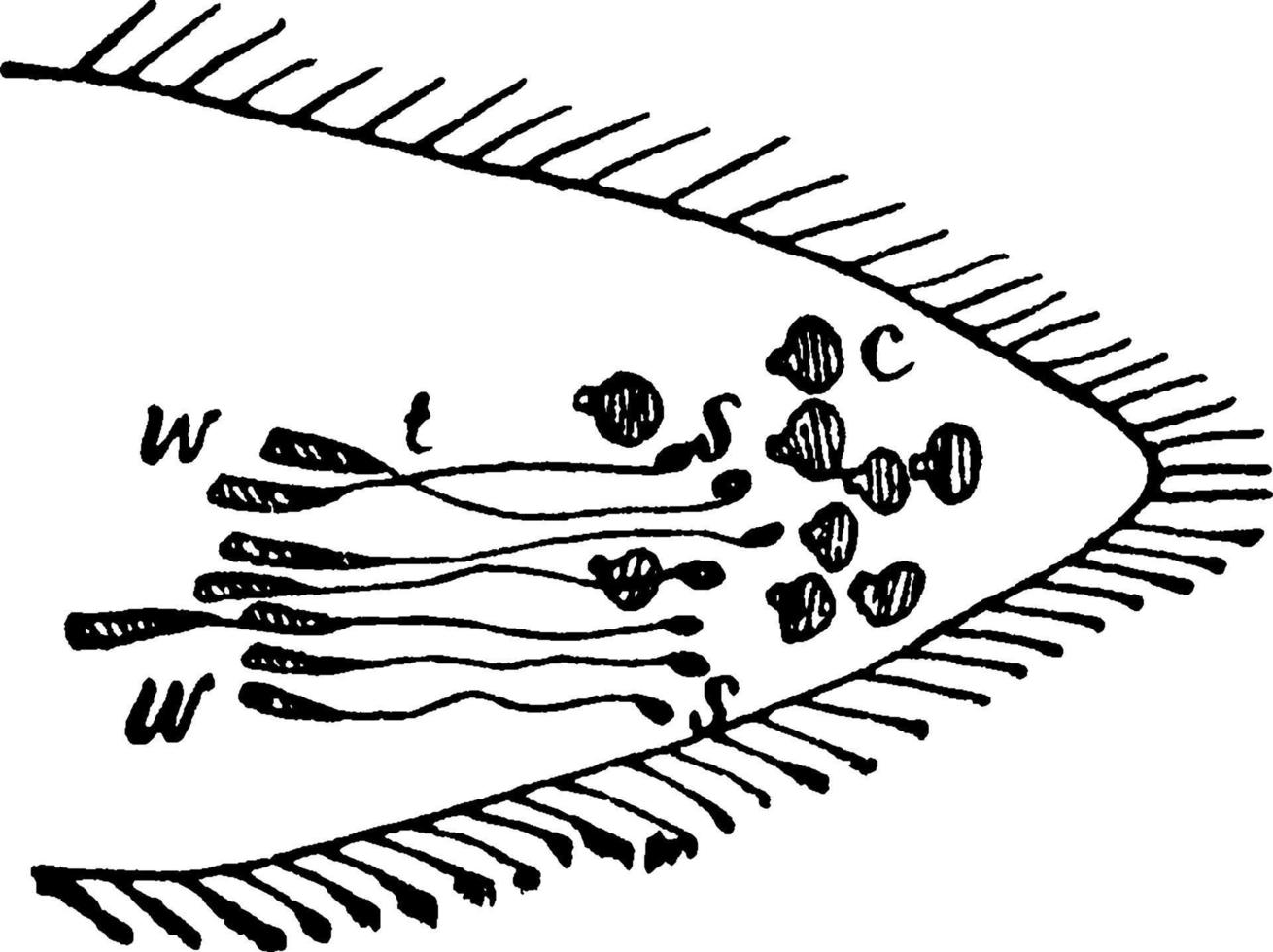 sensorisk organ, årgång illustration. vektor