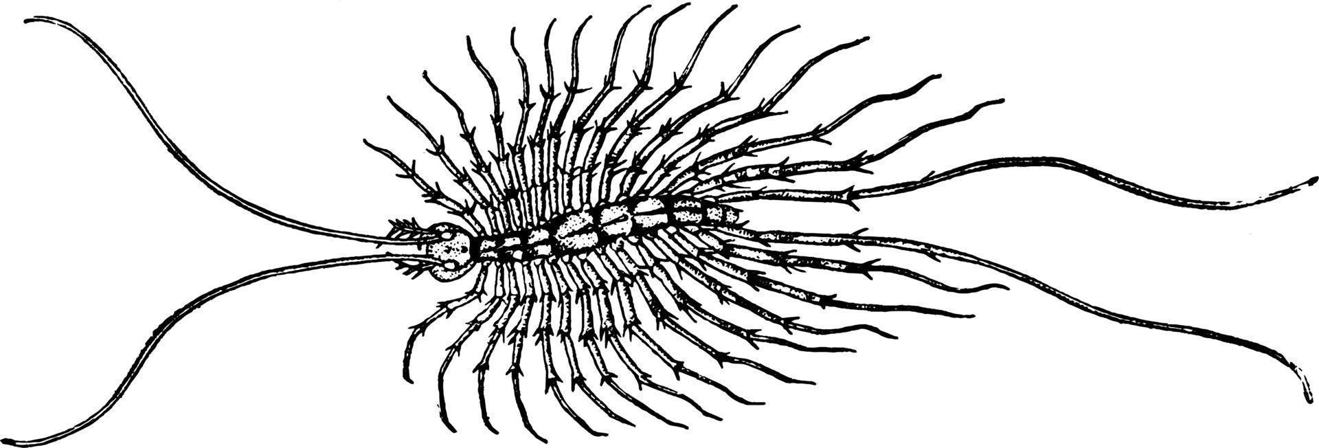 scutigera tång, årgång illustration. vektor