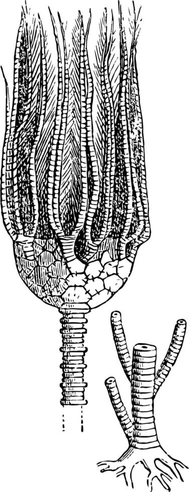 actinokrinus, årgång illustration vektor