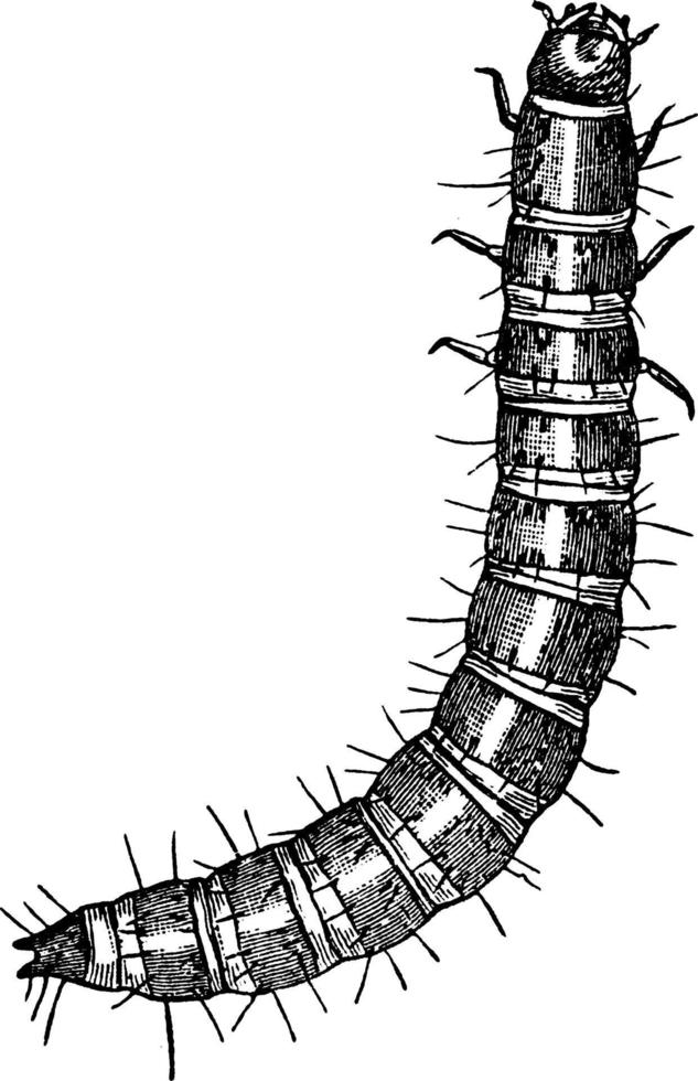 skalbagge, årgång illustration. vektor