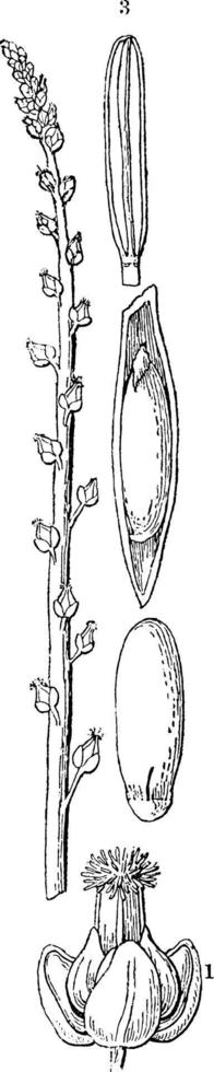 blad, blomma, bernieriana, gitter, växt årgång illustration. vektor