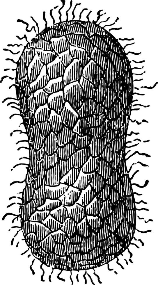 Kokon von Bombyx Mori in Richtung der mittleren Vintage-Illustration eingezogen. vektor