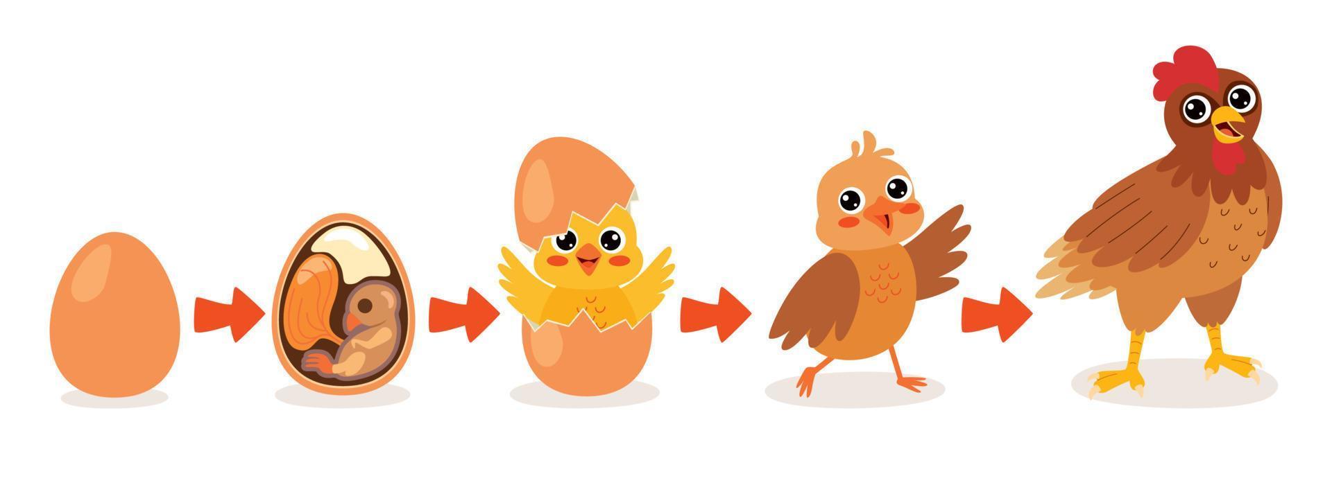Schlupf- und Wachstumsprozess von Hühnern vektor