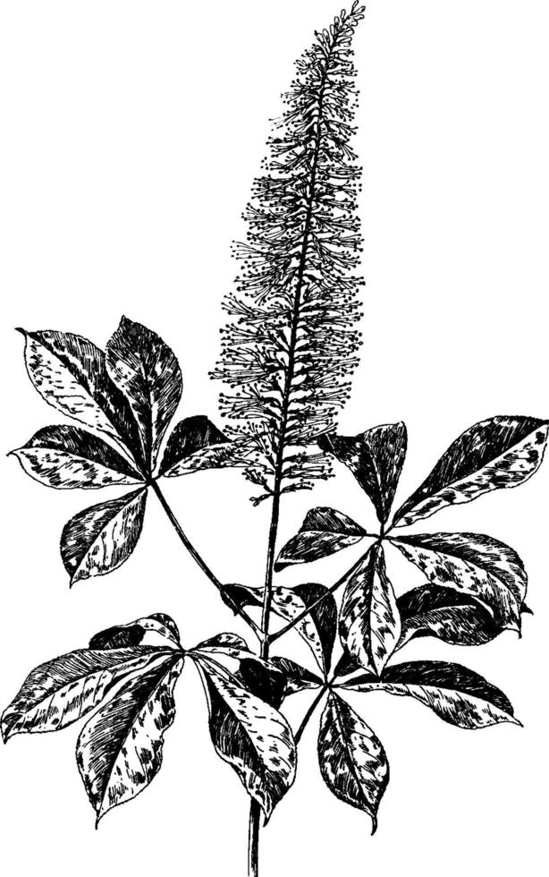 aesculus parviflora årgång illustration. vektor