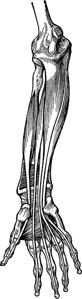 Muskeln am Unterarm, Vintage Illustration. vektor