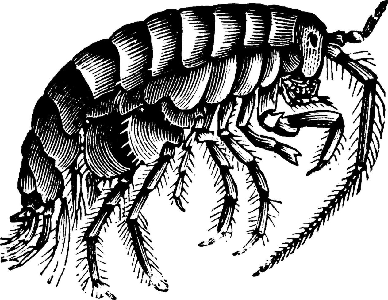 sand ficka, årgång illustration. vektor