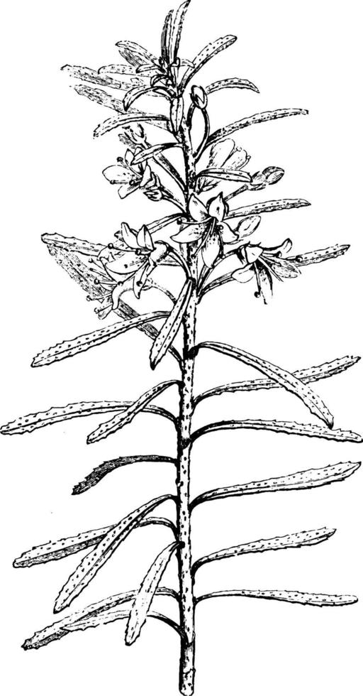 blühender branchlet von myoporum parvifolium vintage illustration. vektor