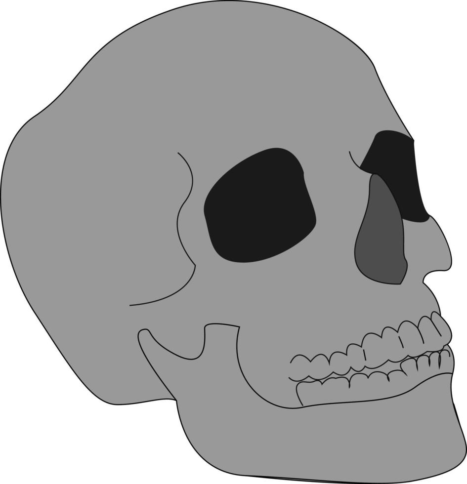 mänsklig skalle, illustration, vektor på vit bakgrund.