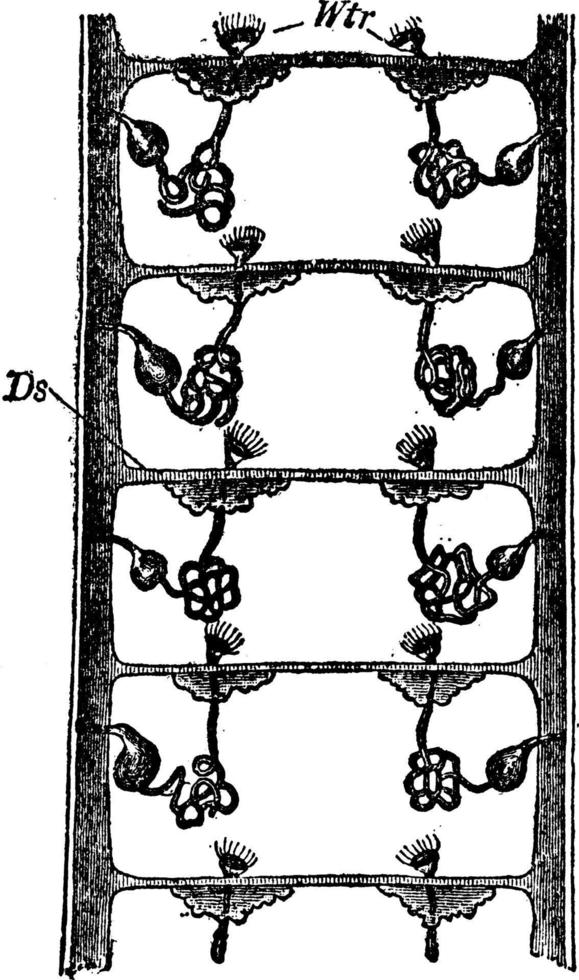 protonefridium av ett annelid, årgång illustration. vektor