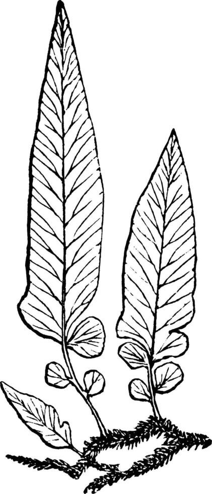 polypodium, filipes, tenellum, farn, wedel, pflanze, junge vintage illustration. vektor