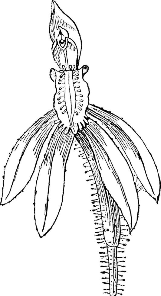 caladenia orkide årgång illustration. vektor