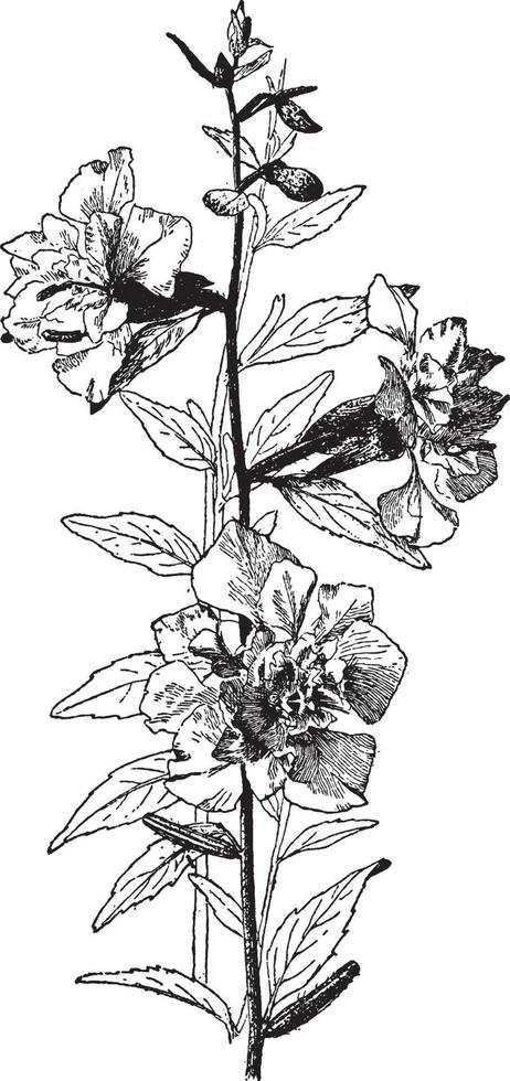 clarkia elegans årgång illustration. vektor