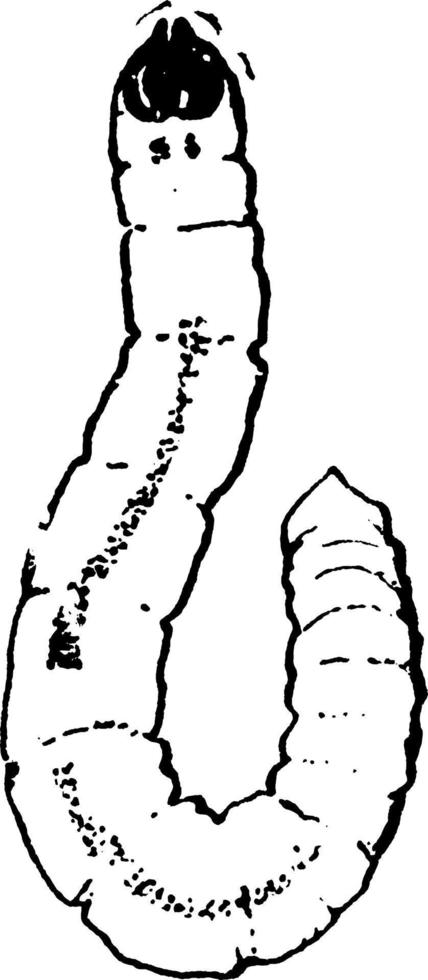 svamp knott, årgång illustration. vektor