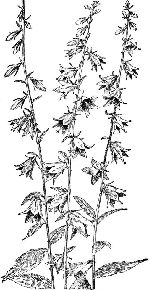 klockblomma årgång illustration. vektor