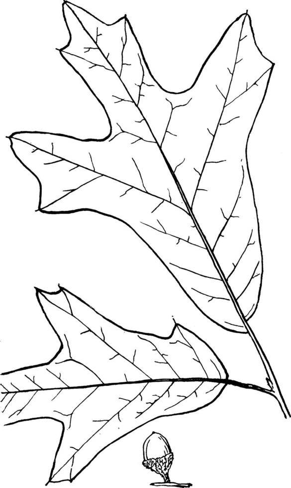 släkte quercus, l. ek årgång illustration. vektor