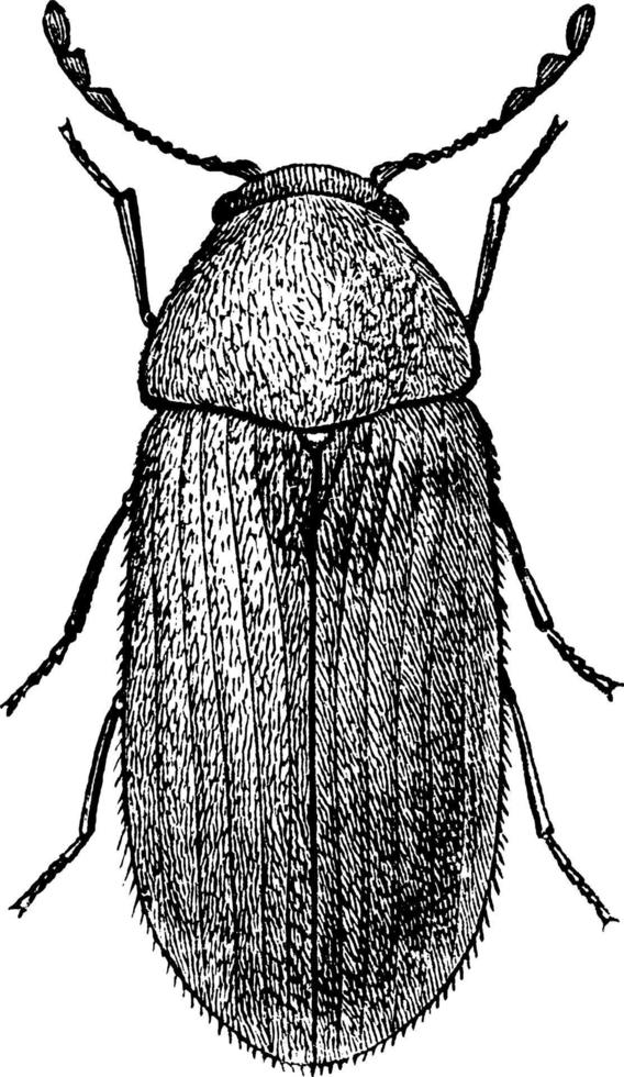 apotek skalbagge stegobium paniceum bröd skalbagge eller kex skalbagge, årgång illustration vektor