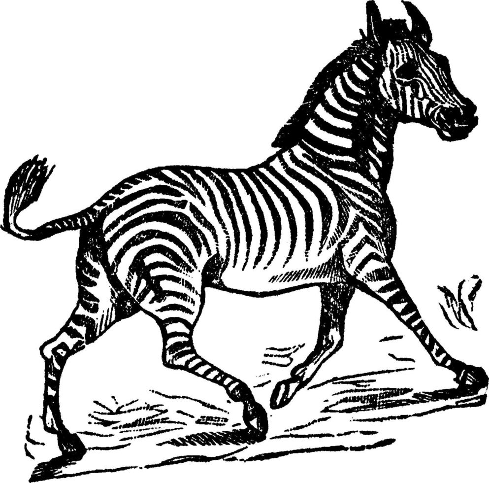 Zebra, Vintage-Illustration. vektor