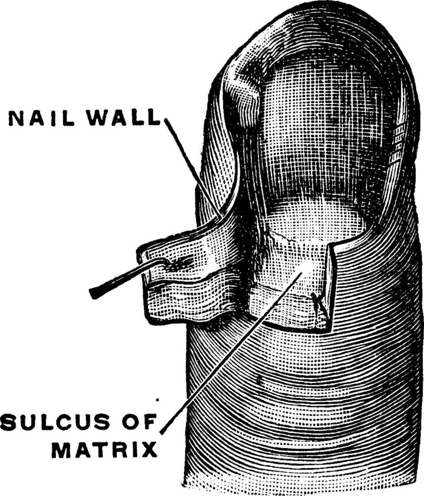 Matrix eines Fingernagels, Vintage Illustration. vektor