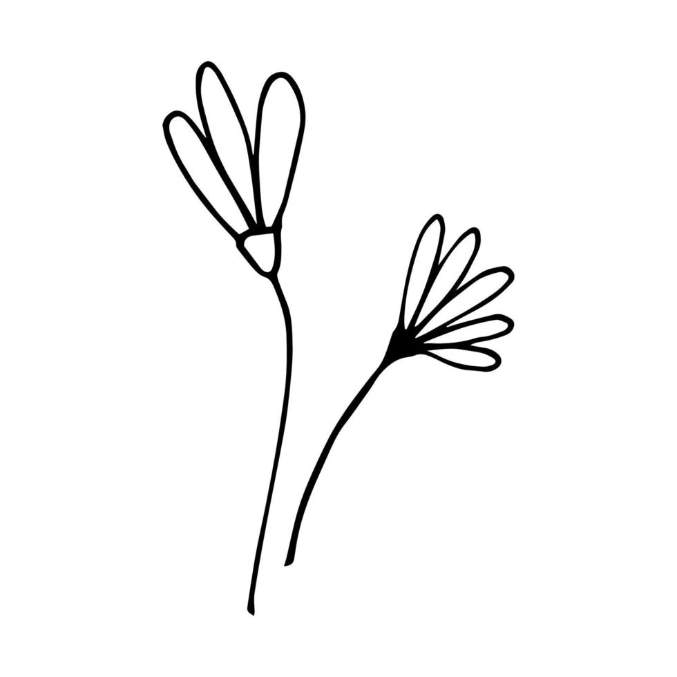 hand gezeichnetes gekritzel mit gänseblümchenblumen. Kamille Blume natürliches Design. Grafik, Skizzenzeichnung. vektor